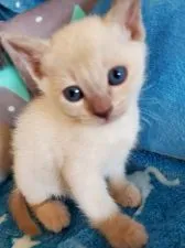 トンキニーズ【埼玉県・男の子・2020年2月6日・プラチナミンク(予定)】の写真3「ちょっとブレてしまいました😅」