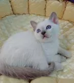 トンキニーズ【埼玉県・男の子・2022年10月27日・プラチナ(ライラック)ポイント】の写真3「綺麗なコートカラーですよ🤗」