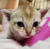 シンガプーラ【埼玉県・男の子・2021年2月22日・セピアアグーティ】の写真3「お父さんに抱っこしてもらっちゃった🥳💕」