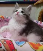 ノルウェージャンフォレストキャット【埼玉県・女の子・2021年12月23日・ダイリュートキャリコ】の写真4「元気っ子です(◍•ᴗ•◍)」