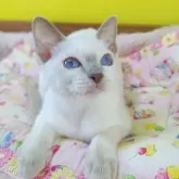 トンキニーズ【埼玉県・女の子・2024年8月28日・プラチナ(ライラック)ポイント】の写真13