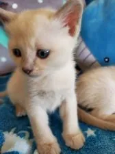 トンキニーズ【埼玉県・男の子・2020年2月6日・プラチナミンク(予定)】の写真4「ボクはタレ目？？(;ﾟ∇ﾟ)」