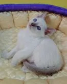 トンキニーズ【埼玉県・男の子・2022年10月27日・プラチナ(ライラック)ポイント】の写真4「元気いっぱいです😘」