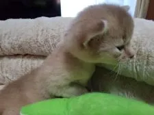 アビシニアン【埼玉県・男の子・2020年10月8日・フォーン】の写真4「あれは、にゃにかにゃ？😺」