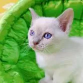 トンキニーズ【埼玉県・男の子・2023年1月22日・プラチナ(ライラック)ポイント】の写真5