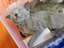 ロシアンブルー【埼玉県・女の子・2019年12月16日・ブルー】の写真5「そのまま、寝ちゃった😂😂😘」