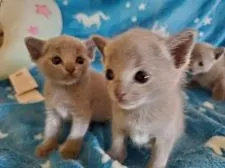 ロシアンブルー【埼玉県・男の子・2020年8月1日・】の写真5「ボクをよろしくにゃぁ😽」