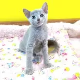 ロシアンブルー【埼玉県・男の子・2024年6月20日・ブルー】の写真5