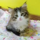 ノルウェージャンフォレストキャット【埼玉県・男の子・2025年3月24日・ブラウンマッカレルタビー&ホワイト】の写真14