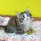 ノルウェージャンフォレストキャット【埼玉県・男の子・2025年3月24日・ブラウンマッカレルタビー&ホワイト】の写真15