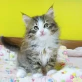 ノルウェージャンフォレストキャット【埼玉県・男の子・2025年3月24日・ブラウンマッカレルタビー&ホワイト】の写真5