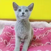 ロシアンブルー【埼玉県・男の子・2024年11月14日・ブルー】の写真9