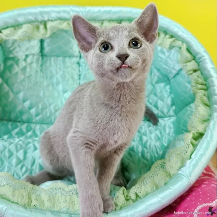 ロシアンブルー【埼玉県・女の子・2025年9月15日・ブルー】の写真1「こんにちは😊」