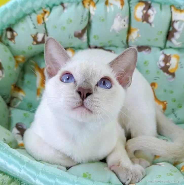 トンキニーズ【埼玉県・男の子・2025年6月8日・プラチナ(ライラック)ポイント】の写真1「こんにちは😊」