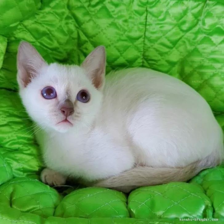 ID：2508-00853の子猫