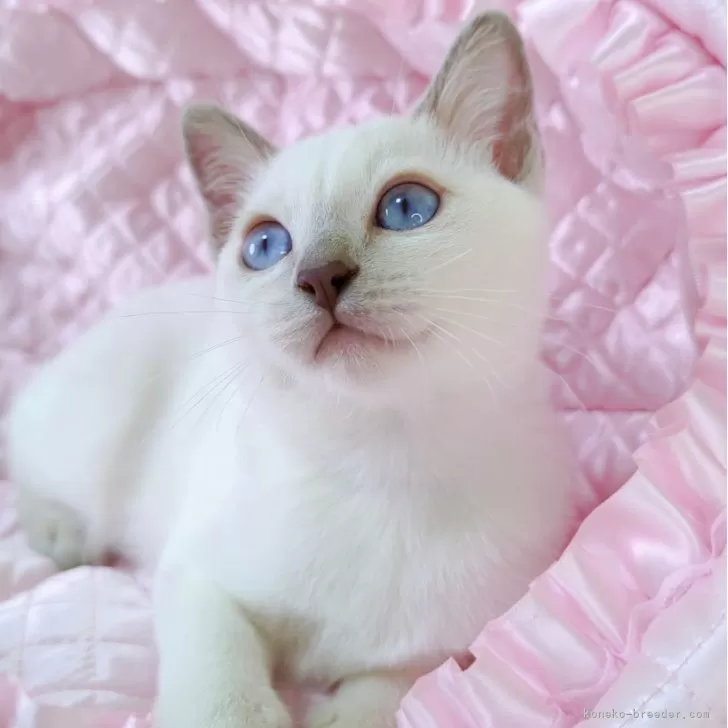 ID：2507-01410の子猫