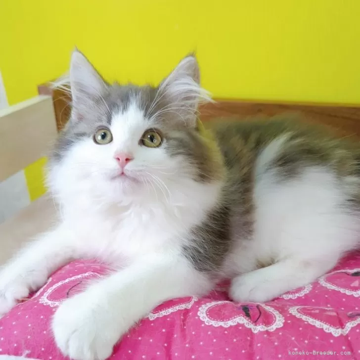 ID：2412-01443の子猫