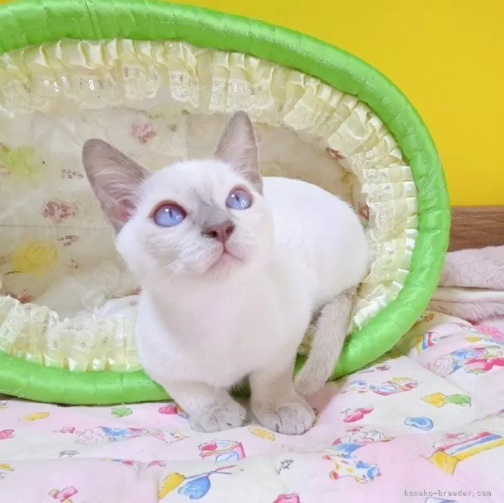 ID：2604-01048の子猫