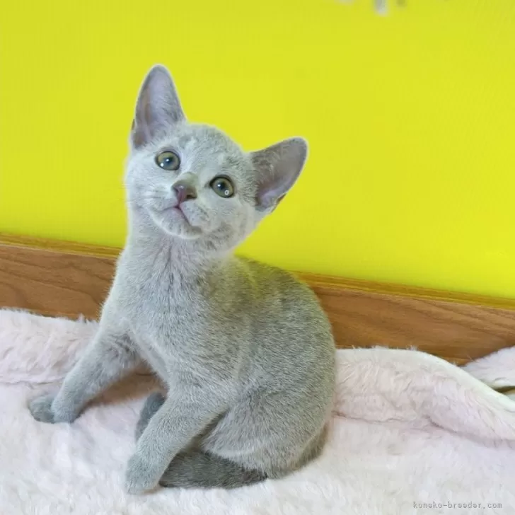 ID:2412-02443の子猫