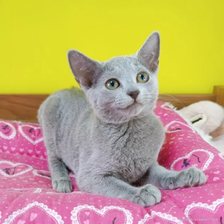 ID：2501-02370の子猫