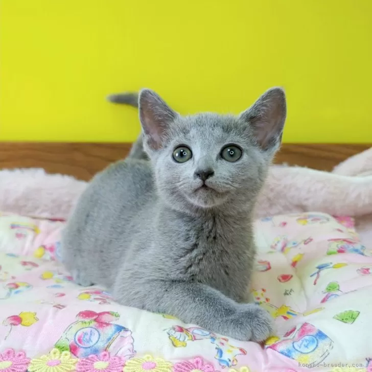 ID:2501-02576の子猫