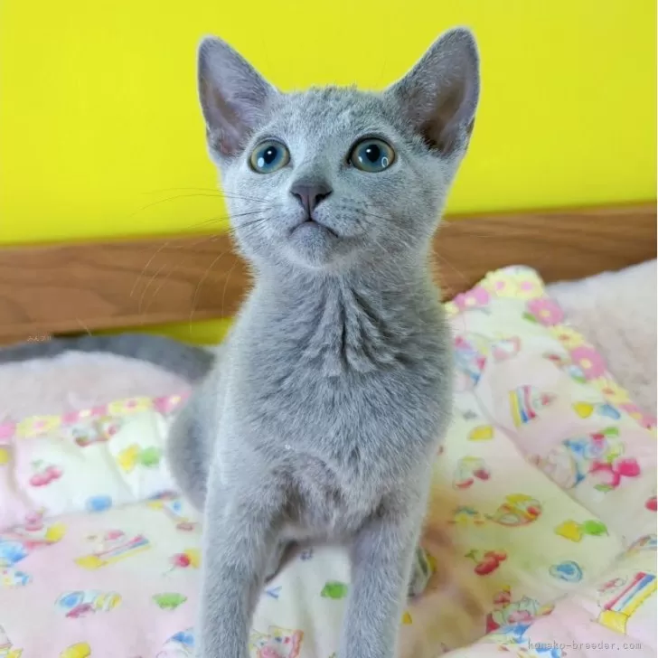 ID：2505-03006の子猫