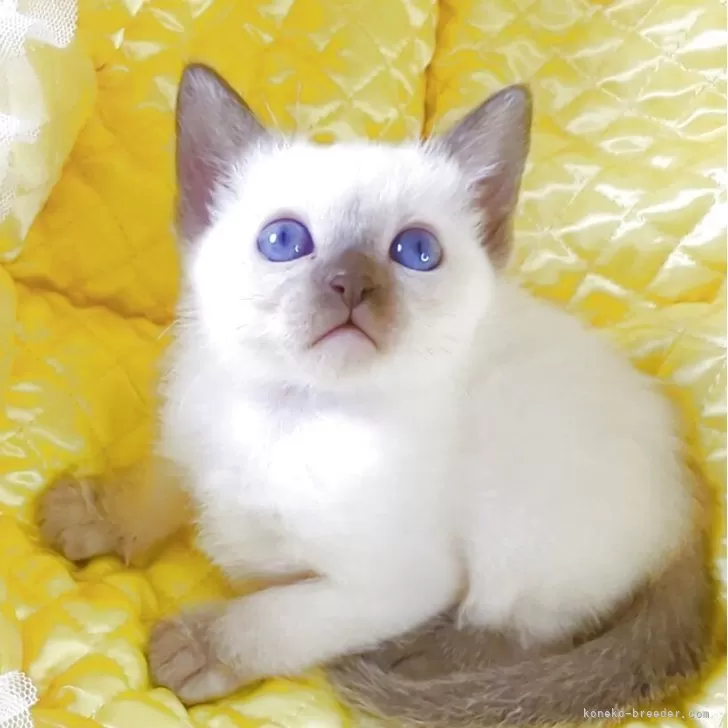 ID：2505-00259の子猫