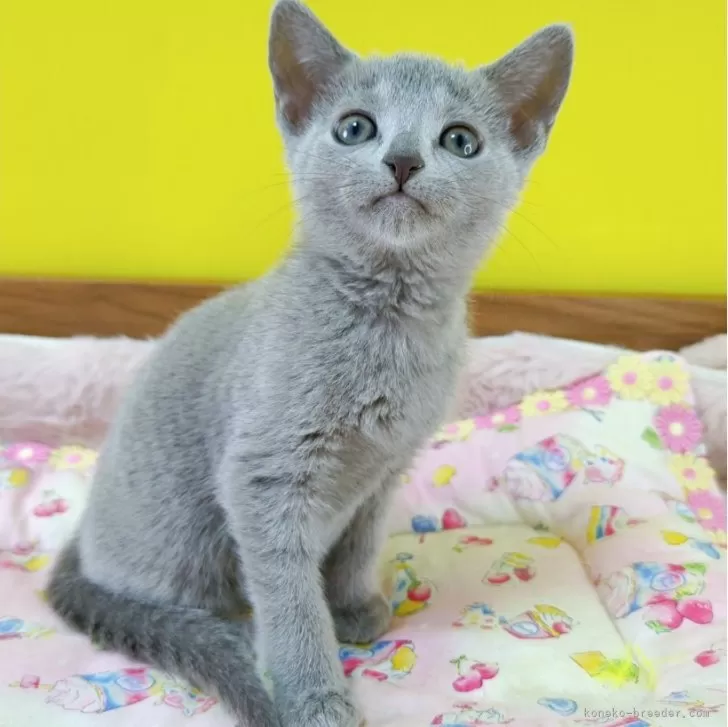 ID：2504-00213の子猫