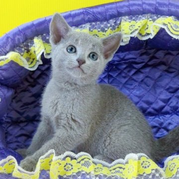 ロシアンブルー【埼玉県・女の子・2025年9月15日・ブルー】の写真「🍓フレンドリーな女の子🍓」