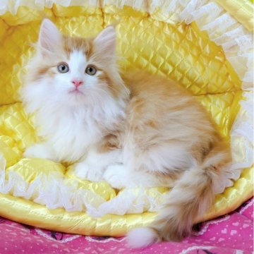 ノルウェージャンフォレストキャット【埼玉県・男の子・2025年10月23日・レッドマッカレルタビー&ホワイト】の写真「🌟穏やかな甘えん坊さん🌟」