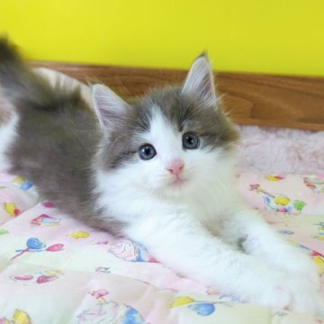 ノルウェージャンフォレストキャット【埼玉県・男の子・2025年7月18日・ブルーマッカレルタビー&ホワイト】の写真「🍀抱っこ大好き坊やです🍀」