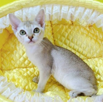 シンガプーラ【埼玉県・女の子・2025年9月22日・セーブルティックドタビー】の写真「✨とても可愛い女の子です✨」