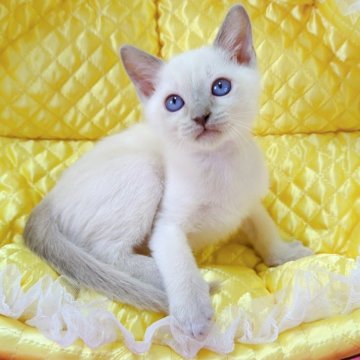 トンキニーズ【埼玉県・男の子・2025年10月20日・プラチナ(ライラック)ポイント】の写真「💕陽気な可愛い男の子です💕」