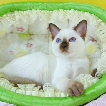 トンキニーズ【埼玉県・女の子・2025年8月8日・チョコレート(シャンパン)ポイント】の写真「💕ぽわーっとした女の子💕」