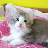 ノルウェージャンフォレストキャット