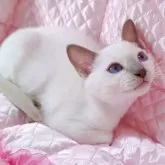 トンキニーズ