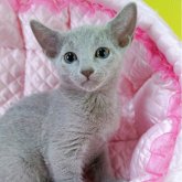 ロシアンブルー