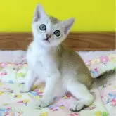 シンガプーラ