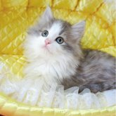 ノルウェージャンフォレストキャット