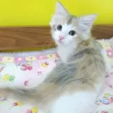 ノルウェージャンフォレストキャット