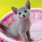 ロシアンブルー