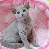 ロシアンブルー