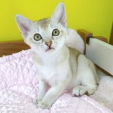 シンガプーラ
