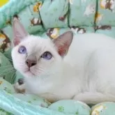 トンキニーズ【埼玉県・男の子・2025年6月8日・プラチナ(ライラック)ポイント】の写真2