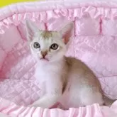 シンガプーラ【埼玉県・男の子・2025年9月22日・セーブルティックドタビー】の写真2