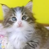 ノルウェージャンフォレストキャット【埼玉県・男の子・2025年3月24日・ブラウンマッカレルタビー&ホワイト】の写真8