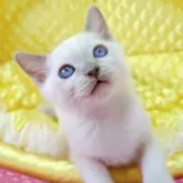 トンキニーズ【埼玉県・男の子・2025年10月20日・プラチナ(ライラック)ポイント】の写真3