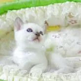 トンキニーズ【埼玉県・男の子・2025年4月15日・プラチナ(ライラック)ポイント】の写真4