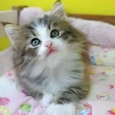 ノルウェージャンフォレストキャット【埼玉県・男の子・2025年3月24日・ブラウンマッカレルタビー&ホワイト】の写真11