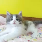 ノルウェージャンフォレストキャット【埼玉県・男の子・2025年7月18日・ブルーマッカレルタビー&ホワイト】の写真8